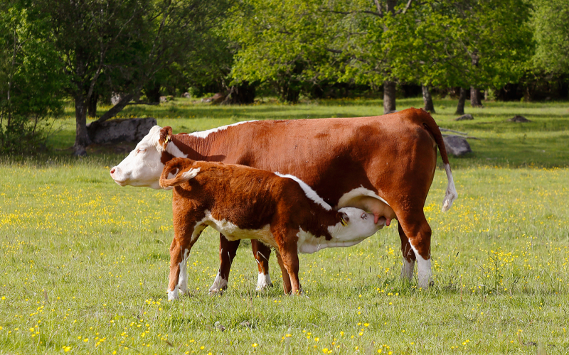 Higher Milk Production Product in Cattle